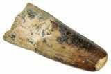 Fossil Spinosaurus Tooth - Real Dinosaur Tooth #333571-1